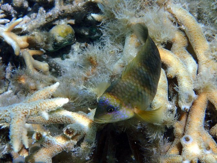 Stegastes punctatus