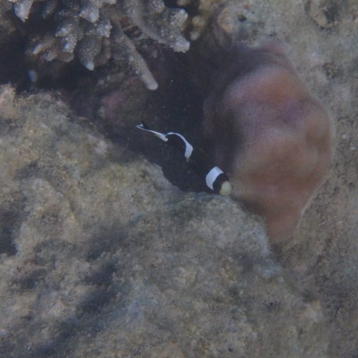 Amphiprion akindynos