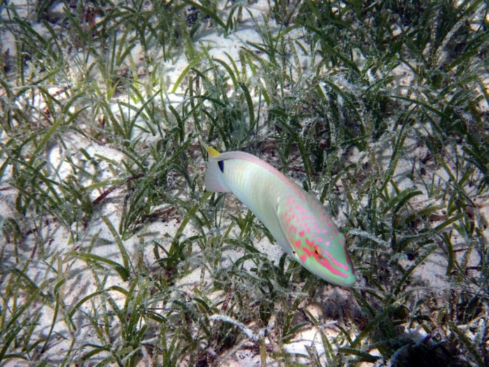 Halichoeres trimaculatus