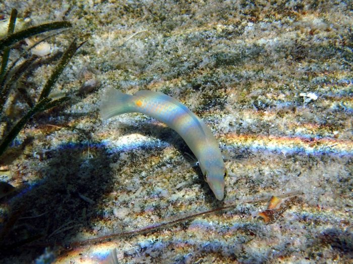 Halichoeres trimaculatus