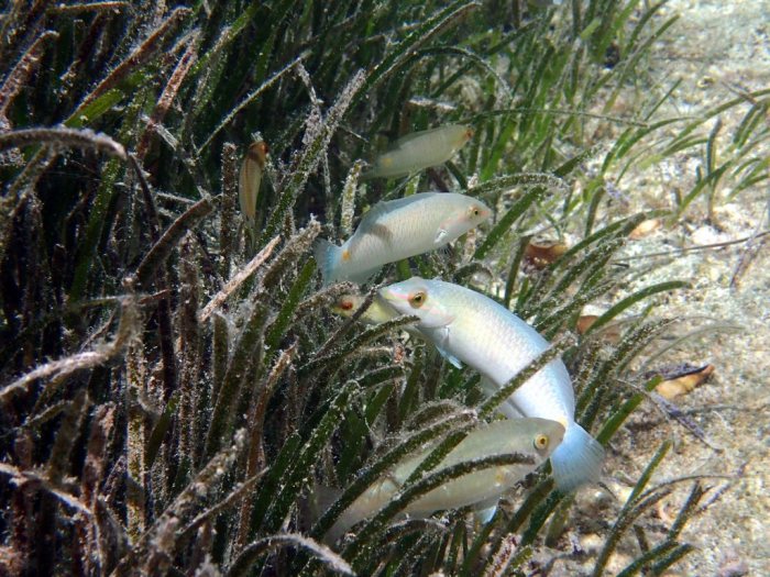 Halichoeres trimaculatus