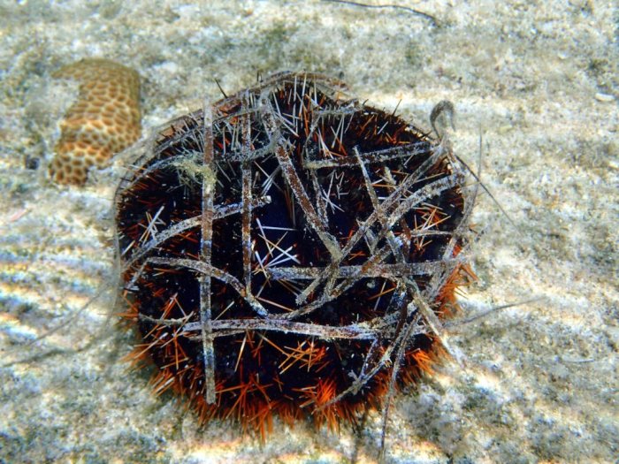 Tripneustes gratilla