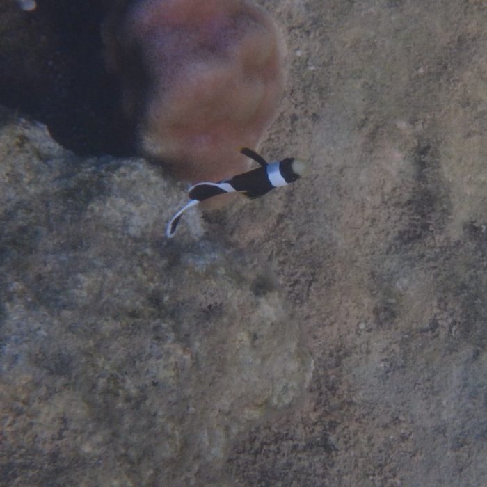 Amphiprion akindynos