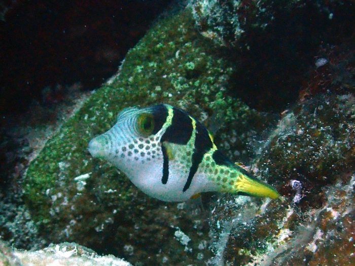 Canthigaster valentini