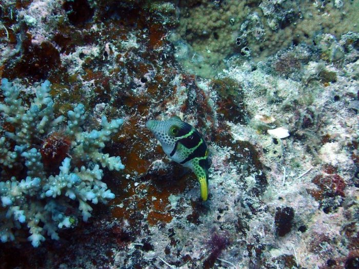 Canthigaster valentini
