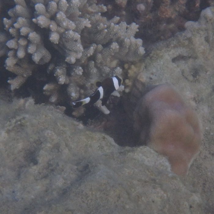 Amphiprion akindynos