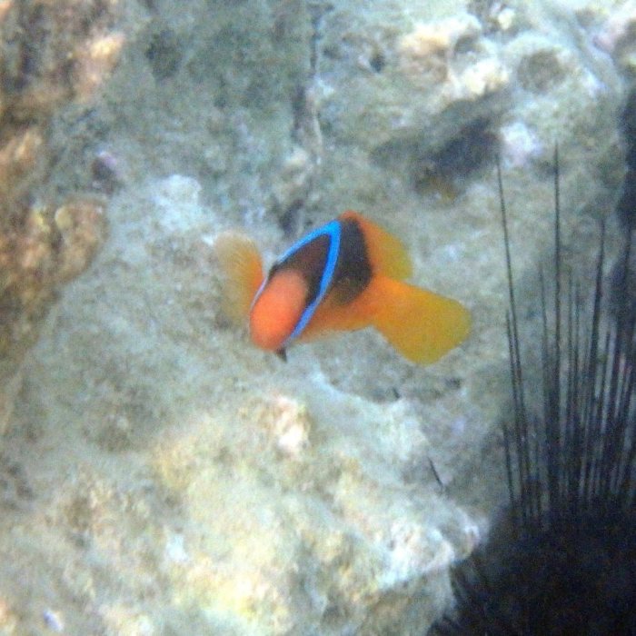 Amphiprion melanopus