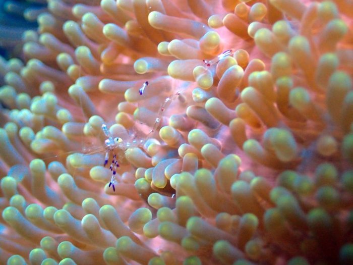 Periclimenes sp.