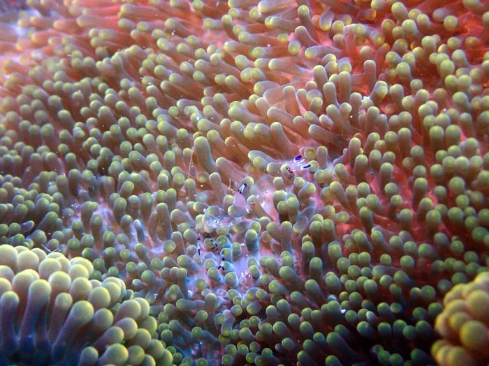 Periclimenes sp.