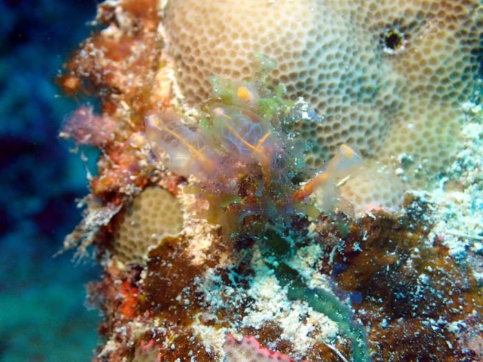 Clavelina detorta
