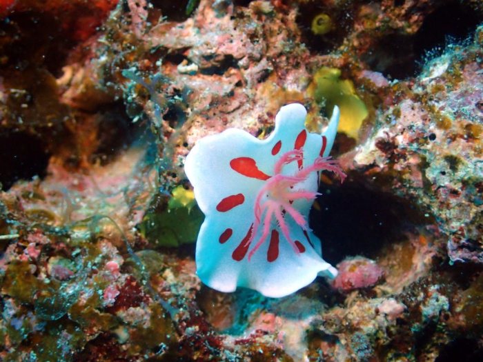 Verconia catalai