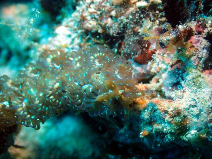 Pteraeolidia ianthina