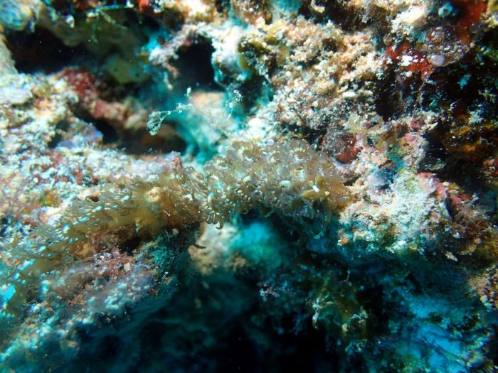 Pteraeolidia ianthina