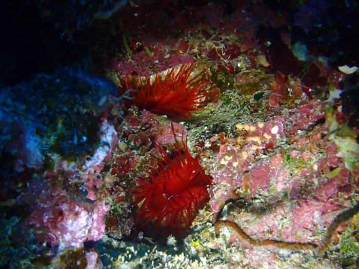 Ctenoides ales