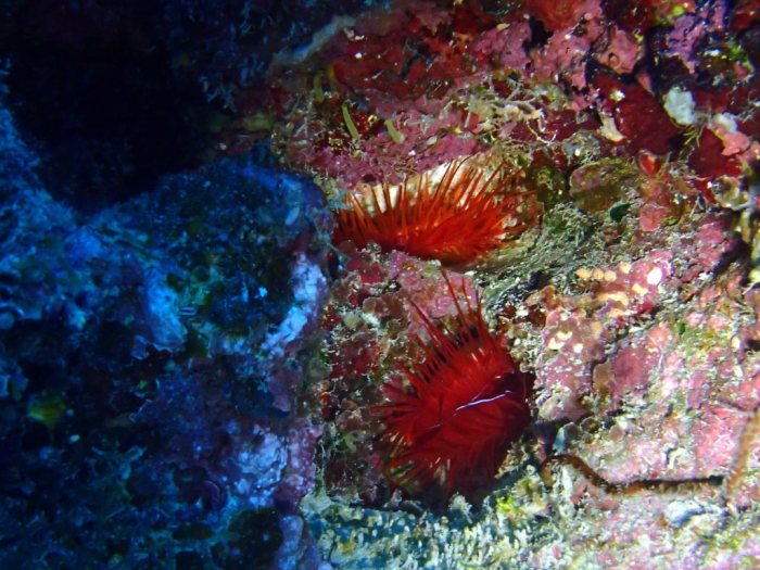 Ctenoides ales