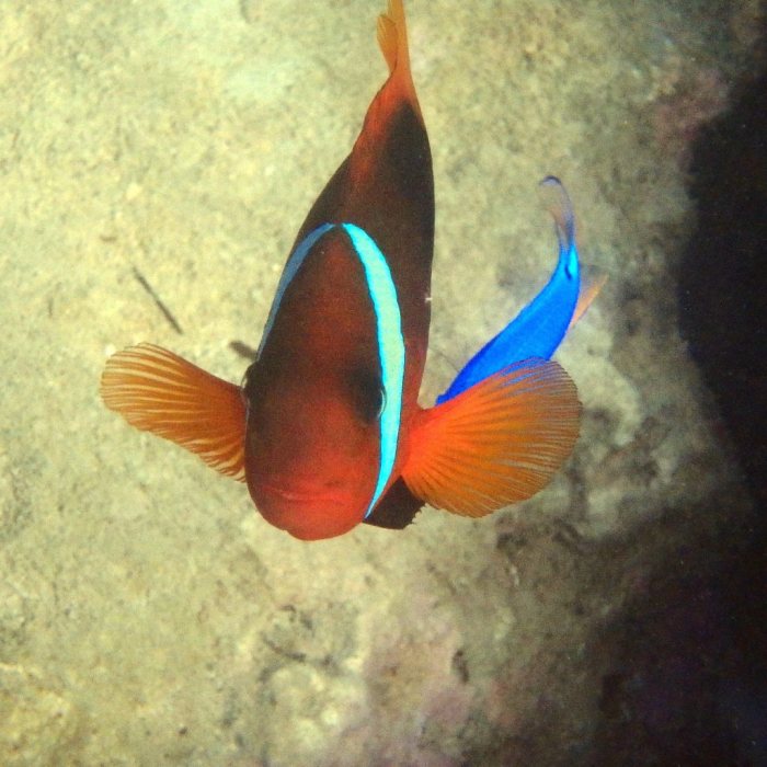Amphiprion melanopus