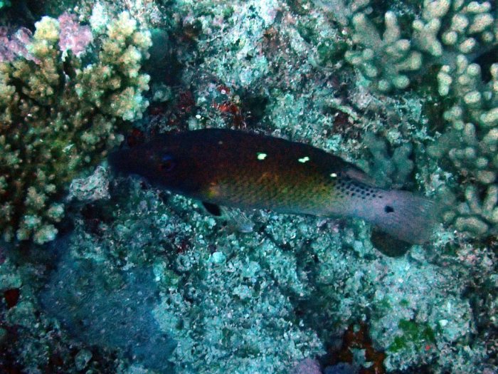 Bodianus dictynna