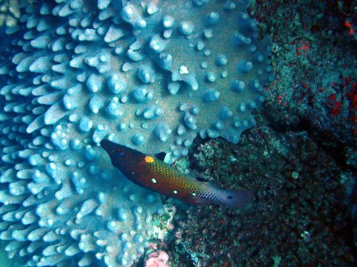 Bodianus dictynna