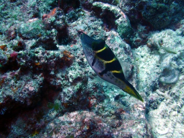 Paraluteres prionurus