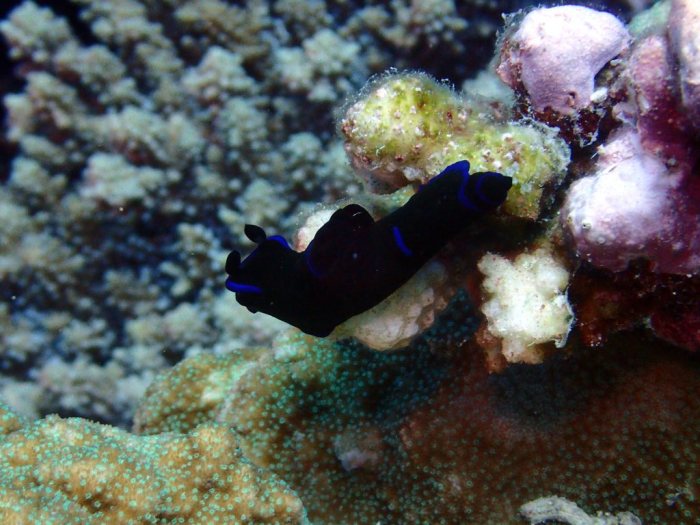 Tambja morosa