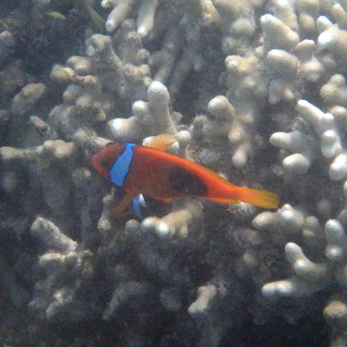 Amphiprion melanopus