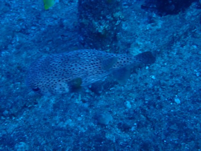 Diodon hystrix