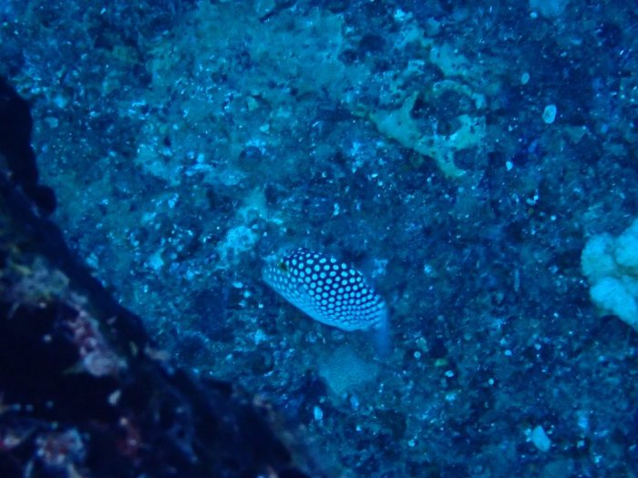 Canthigaster jactator