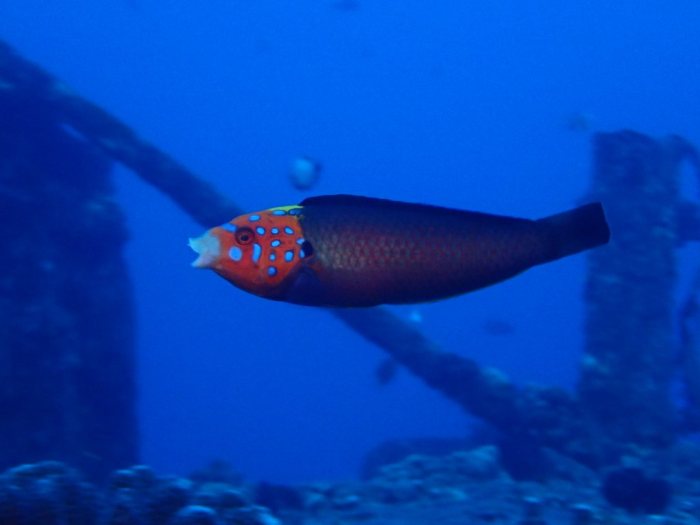 Anampses chrysocephalus
