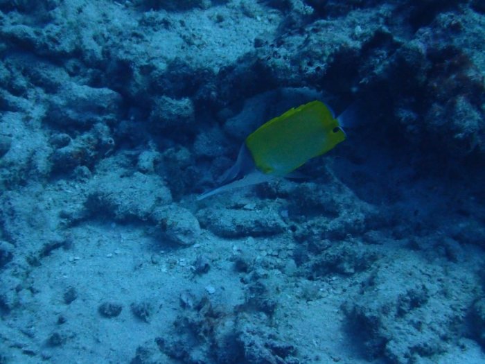 Forcipiger longirostris