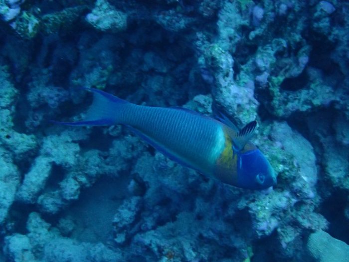 Thalassoma duperrey