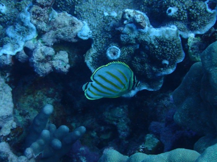 Chaetodon ornatissimus