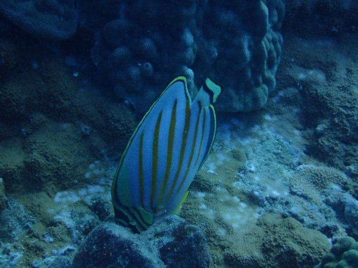 Chaetodon ornatissimus
