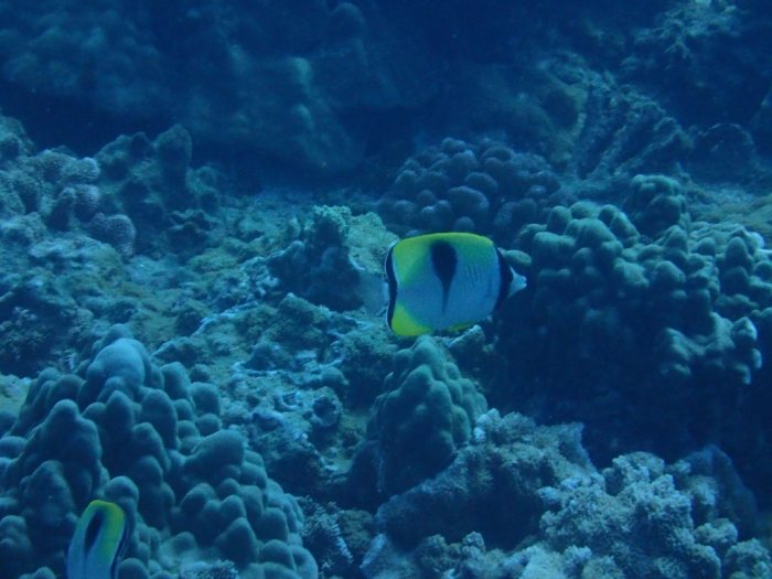 Chaetodon unimaculatus