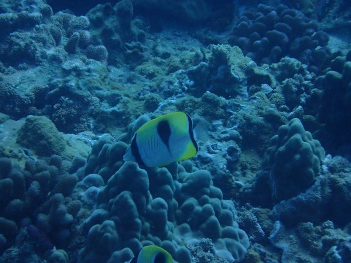 Chaetodon unimaculatus