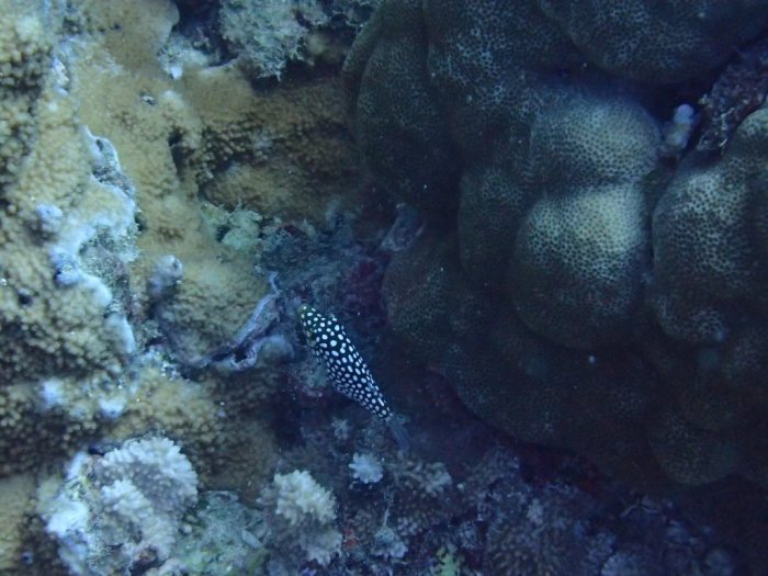 Canthigaster jactator