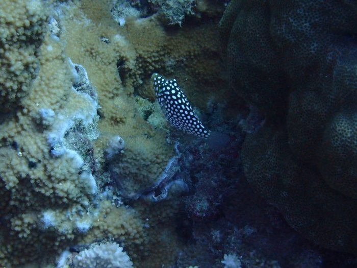 Canthigaster jactator