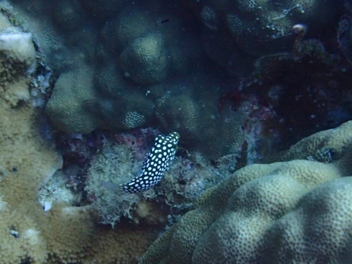 Canthigaster jactator