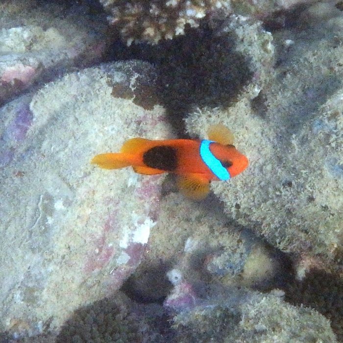 Amphiprion melanopus