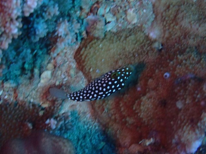 Canthigaster jactator
