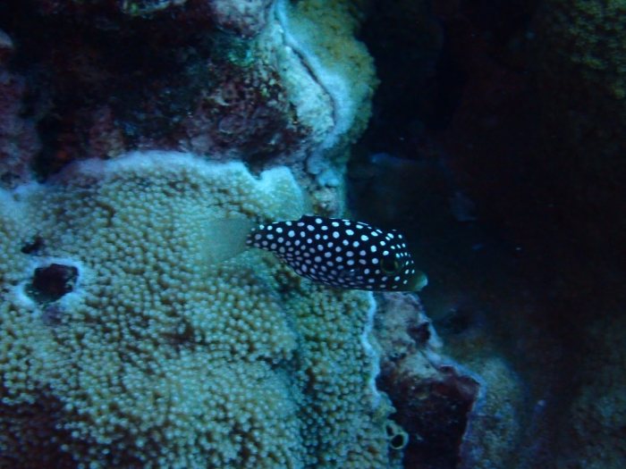 Canthigaster jactator