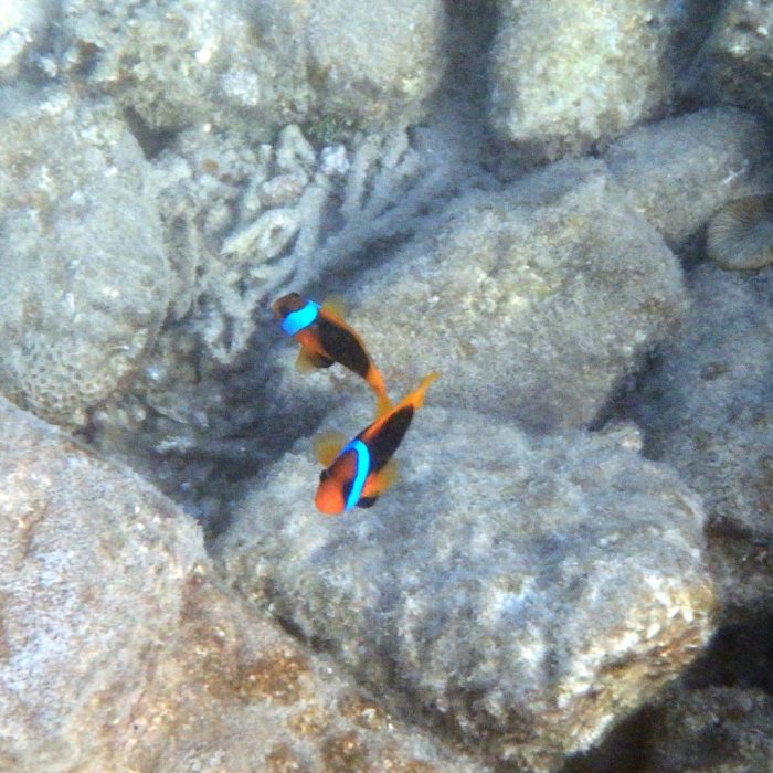 Amphiprion melanopus