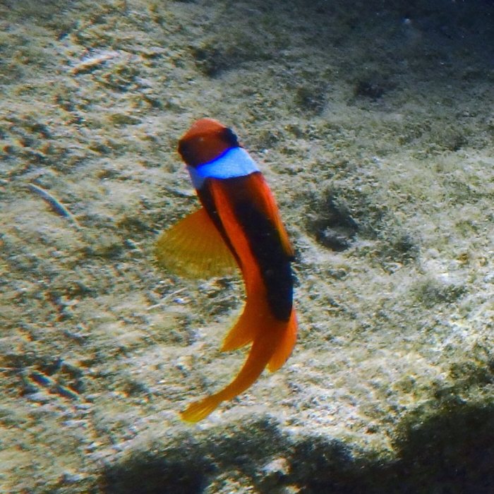Amphiprion melanopus