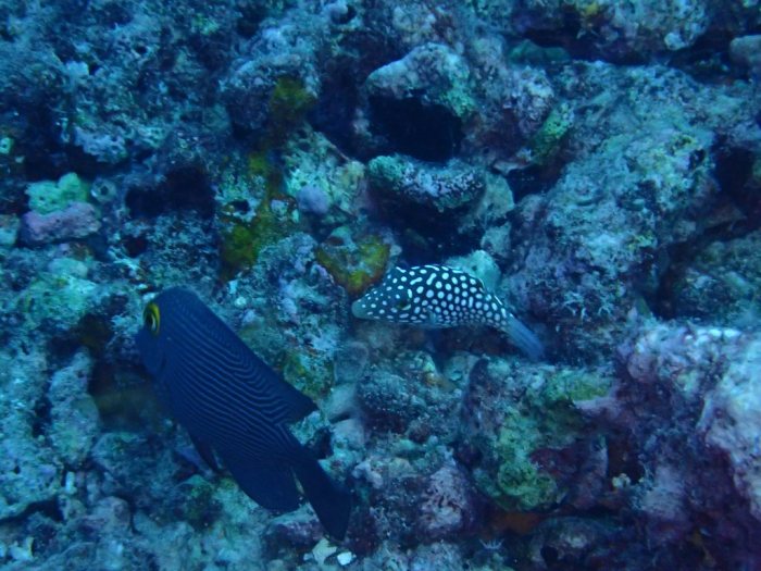 Canthigaster jactator
