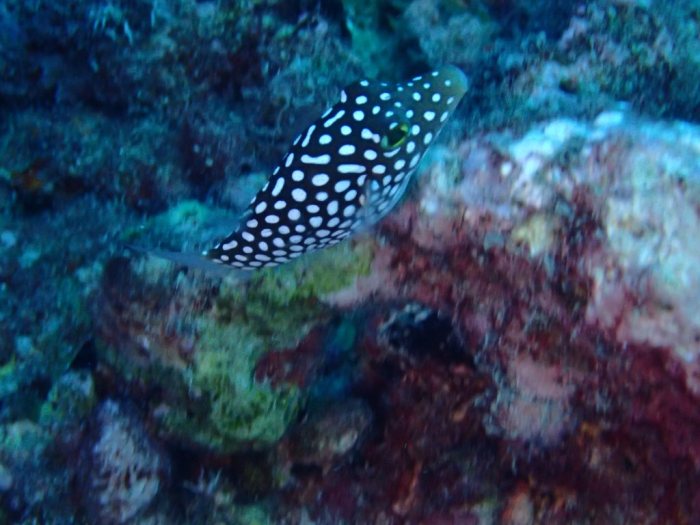 Canthigaster jactator