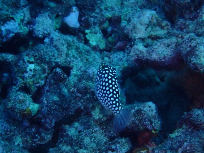 Canthigaster jactator