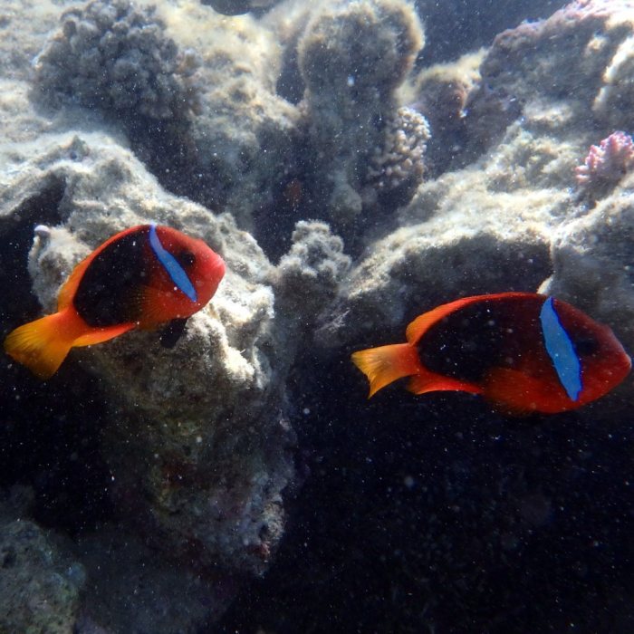 Amphiprion melanopus