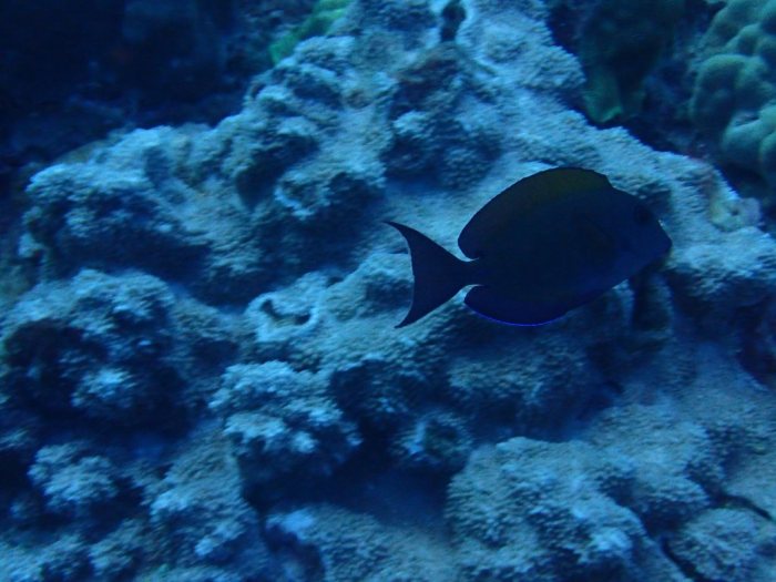 Acanthurus xanthopterus