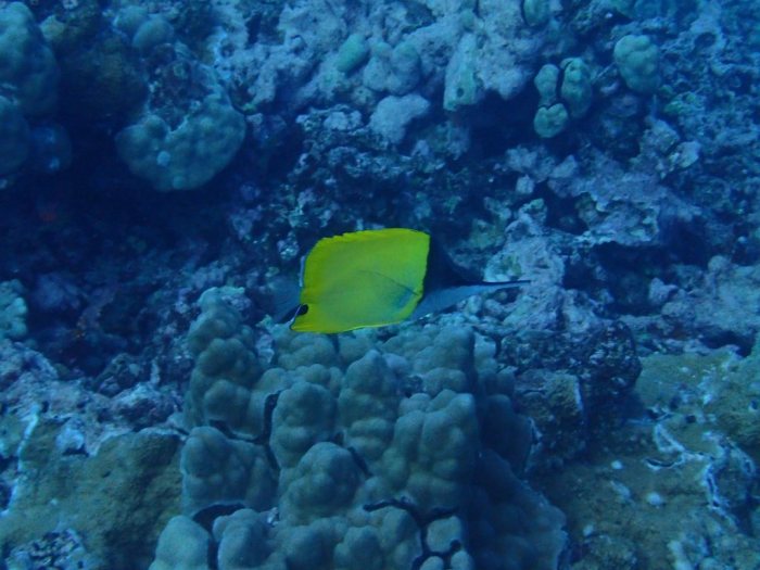Forcipiger longirostris