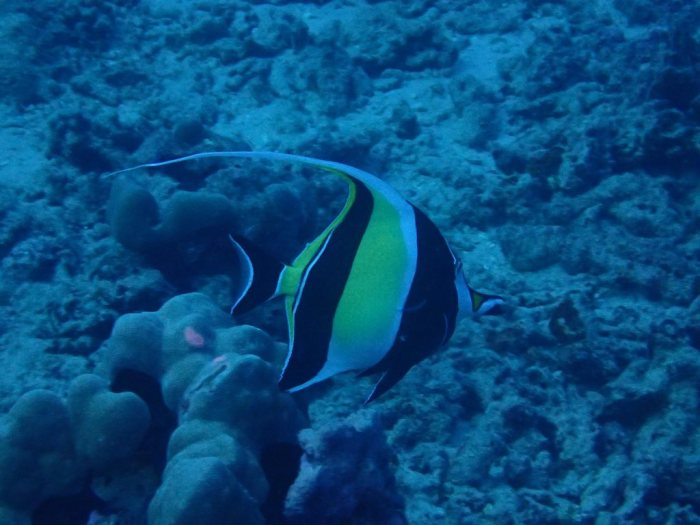 Zanclus cornutus