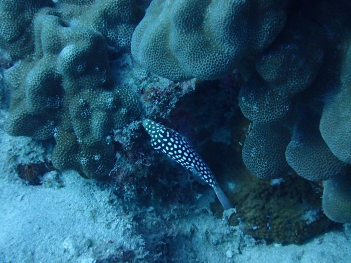 Canthigaster jactator